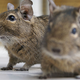 Two Good Bois. Wikimedia Commons